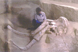 Mammoth Dig