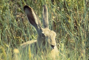 A picture of a White-tailed jack rabbit.