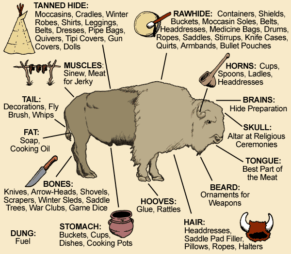 Uses of the Buffalo