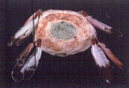 Lakota Shield