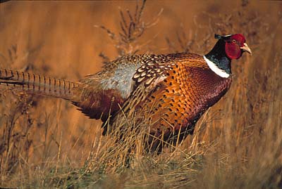 Pheasant Rooster